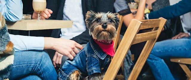 Dog wearing a denim jacket, sitting on a chair in a cafe